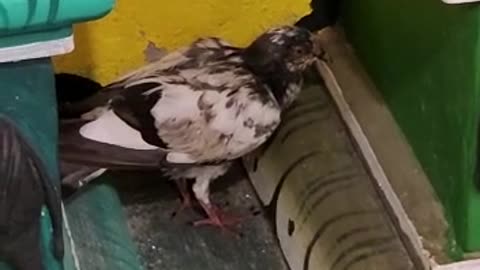 Kind People Help A Struggling Pigeon