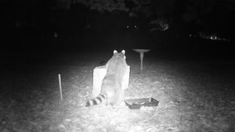 Raccoons Scavenge The Water Hole