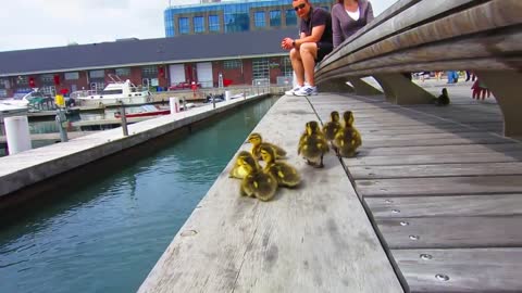 Duck Drop on Queens Quay Toronto May 4th 2022