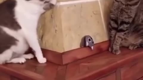 Funny Cats Videos compilation