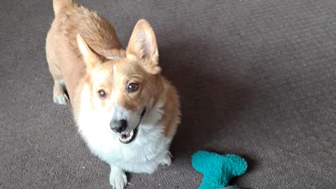 Corgi Christmas is over