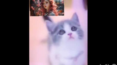 Cute cat video |Cat |Cat short video