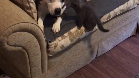 Dog meeting kitten for first time