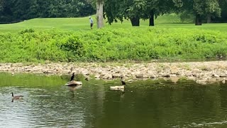 Cormorants and Canada Geese