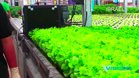 An inside look at a commercial hydroponic farm