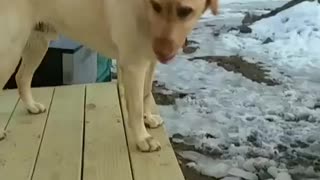 Cute Yellow Lab