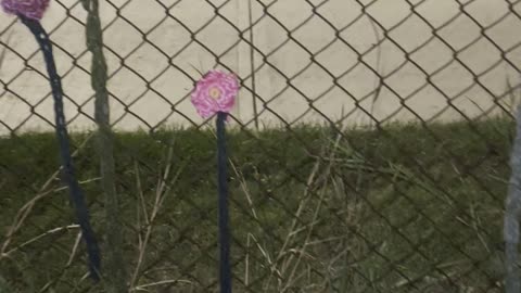 Textiles on the school fence