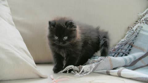 Pet Kitten Playing With A Blanket Joyfully..