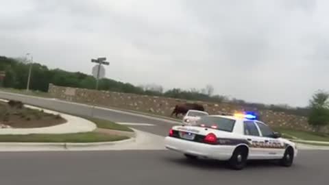 Incredible Footage Of A Police Car Chasing Escaped Buffalo In Texas