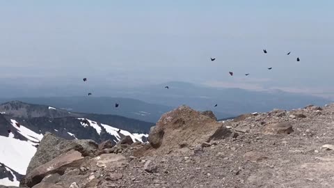 Rare Footage Of Massive Butterfly Migration