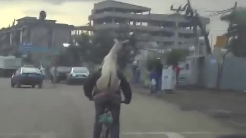 man carrying a goat and it was like a backpack