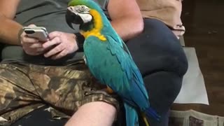 Compassionate parrot imitates crying baby