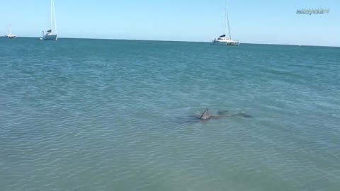 Living in freedom: Monkey Mia Dolphin Experience, Western Australia