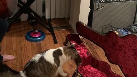 Jumpy Cat Inspects Guitar Case