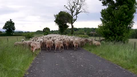 Sheep flock pasturing in a countryside, Nice video-worth watching