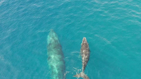 Humpback Whale and Calf in Socorro