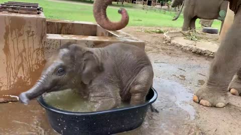 Cuteness Alert! Baby Elephant Wan Mai First Time in Bathtub