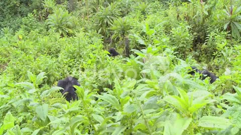 A mountain gorilla sits in the jungle greenery on a volcano in Rwanda 2