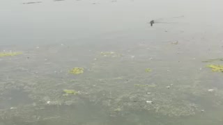 Baby duck in lake