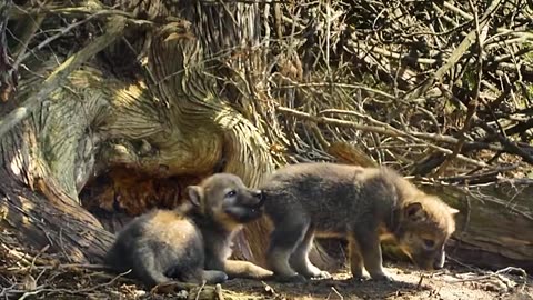 Cute Wolves Baby Playing #shorts #shortvideo #video #virals #videoviral