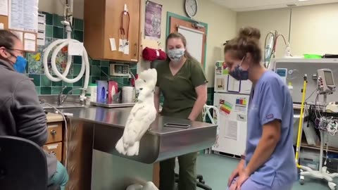 A nice cockatoo dancing with Hospital`s Staffs!