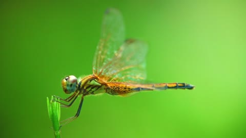 Dragonfly Insect Nature Macro Fly Bug Green