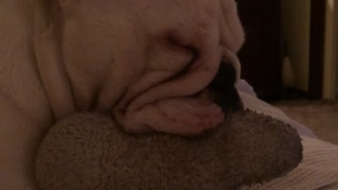 Deaf Bulldog suckles toy until falling asleep