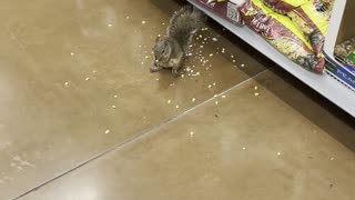 Squirrel Lives her Best Life at Walmart