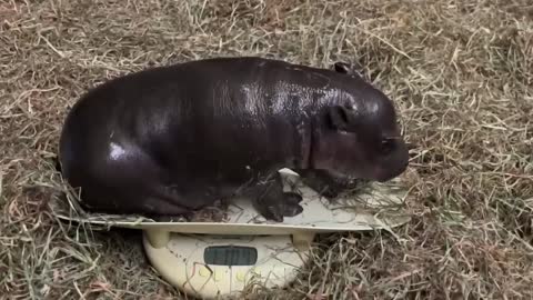 HIP, HIP, HOORAY: Baby Pygmy Hippo Born In US Zoo A Cause For Celebration