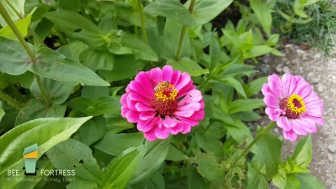 Flowers for Native Bees and Honey Bees