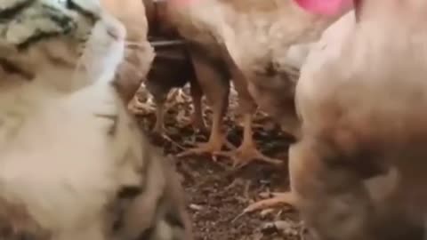 Cats vs Chickens funny video