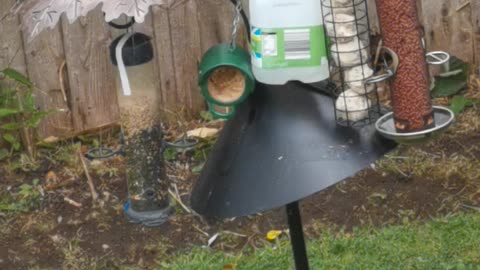 Coal, Blue and Long-Tail Tits at the feeder station - No 1