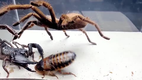 SCORPION vs TARANTULA | SPIDER FIGHTING FOR PREY | Who Will Win?