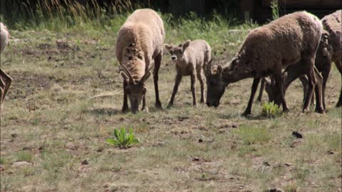 Wild Wonders - Bighorn Babes