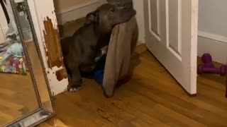 Dog adorably struggles to carry favorite blanket to bed