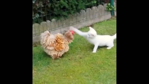 Cat vs hen