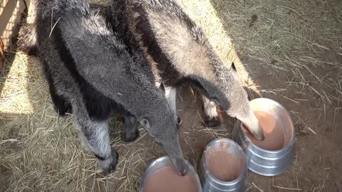 Giant Anteater Enjoys Dinner With His Enormous Tongue