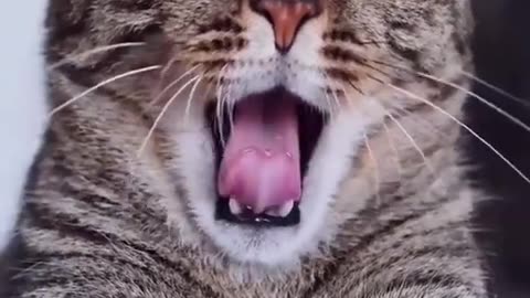 Funny Cat Yawning With Sound 😱😂 #Shorts #FunnyCat #Cat