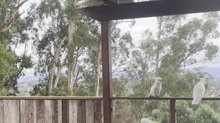 Cockatoos gone mad 🤣