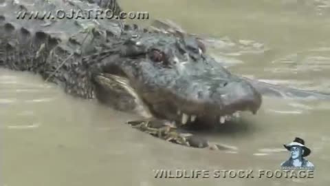 Fight: Python vs Alligator