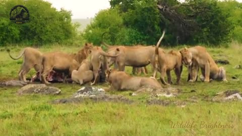 Lions vs Hyenas - Eternal Enemies Fighting To Death