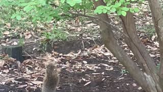 Hyper Squirrel Bounces Around Backyard