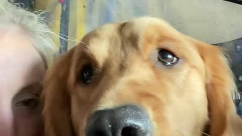 Comforting Madelyn the Golden Through First Car Wash