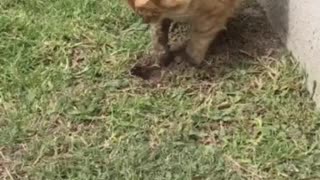 Cat digging up moles