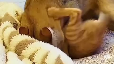 Cats😺 videos | Funny Cat videos🤣🤣| Entertaining video | Animals pets video