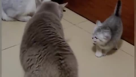 Mother Cat jealous over kitten