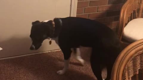 Smart pup rings doggy doorbell to go outside
