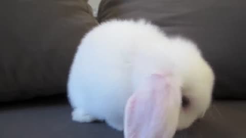 Cute Rabbit