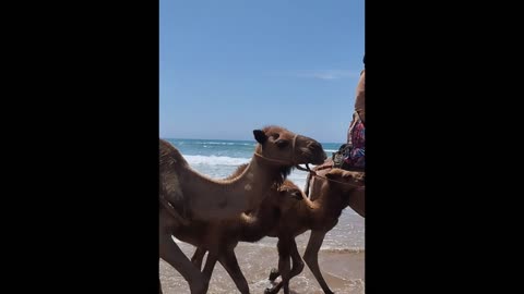 Riding camels with the family.