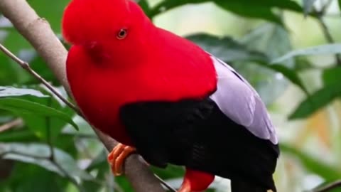The Andean Cock-of-the-Rock: Nature's Vibrant Showstopper